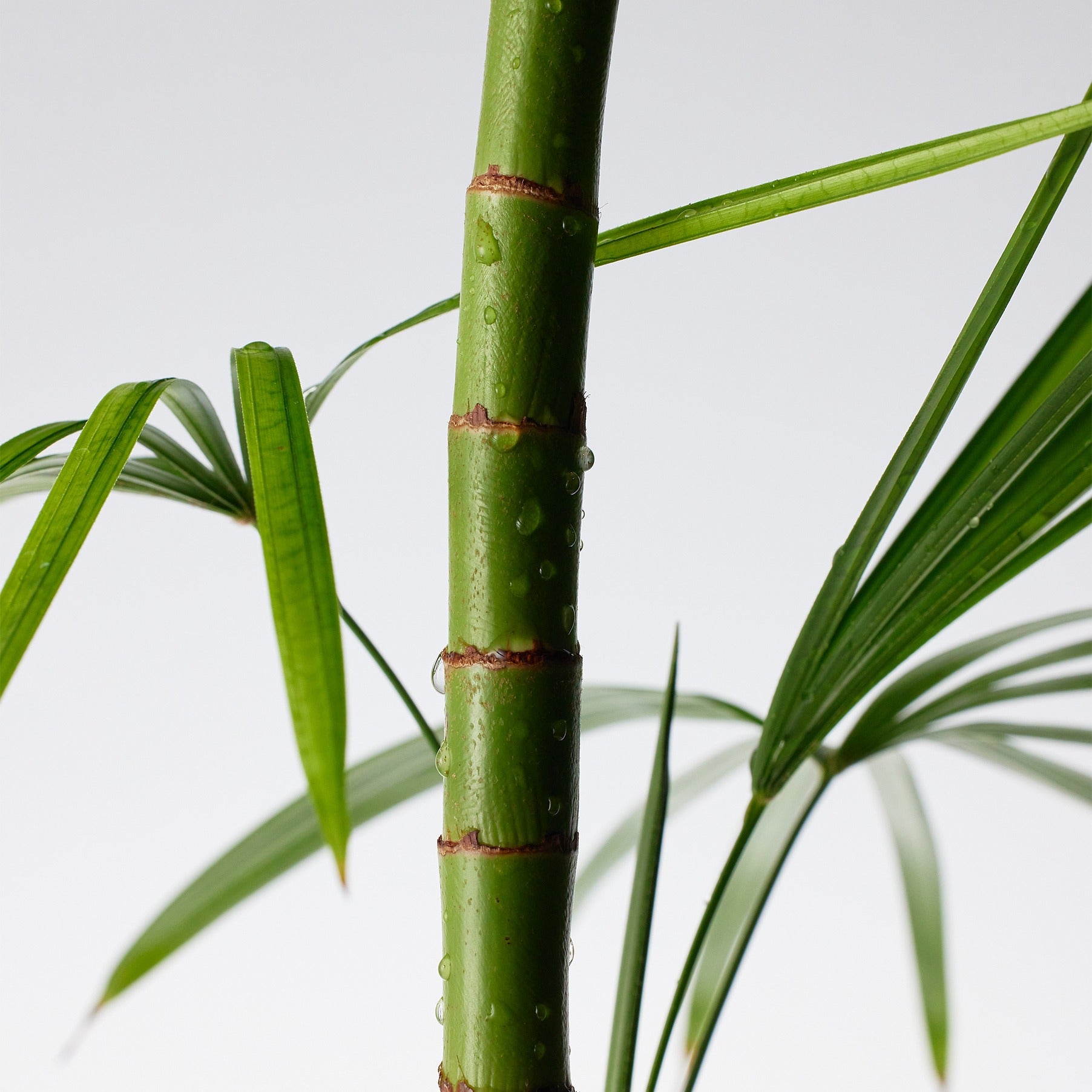 Korean Mighty Bamboo Moisture Cream 💚 Panthenol Repair Formula